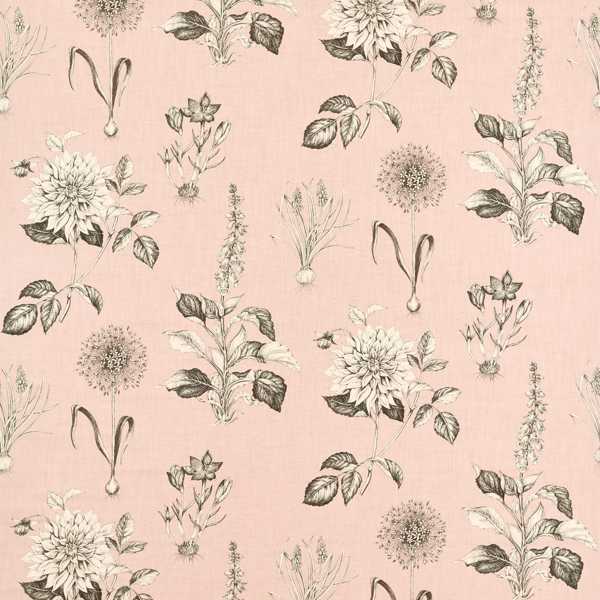 Roseraie Blush