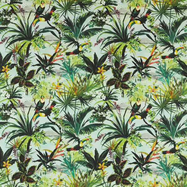 Toucan Outdoor Sky