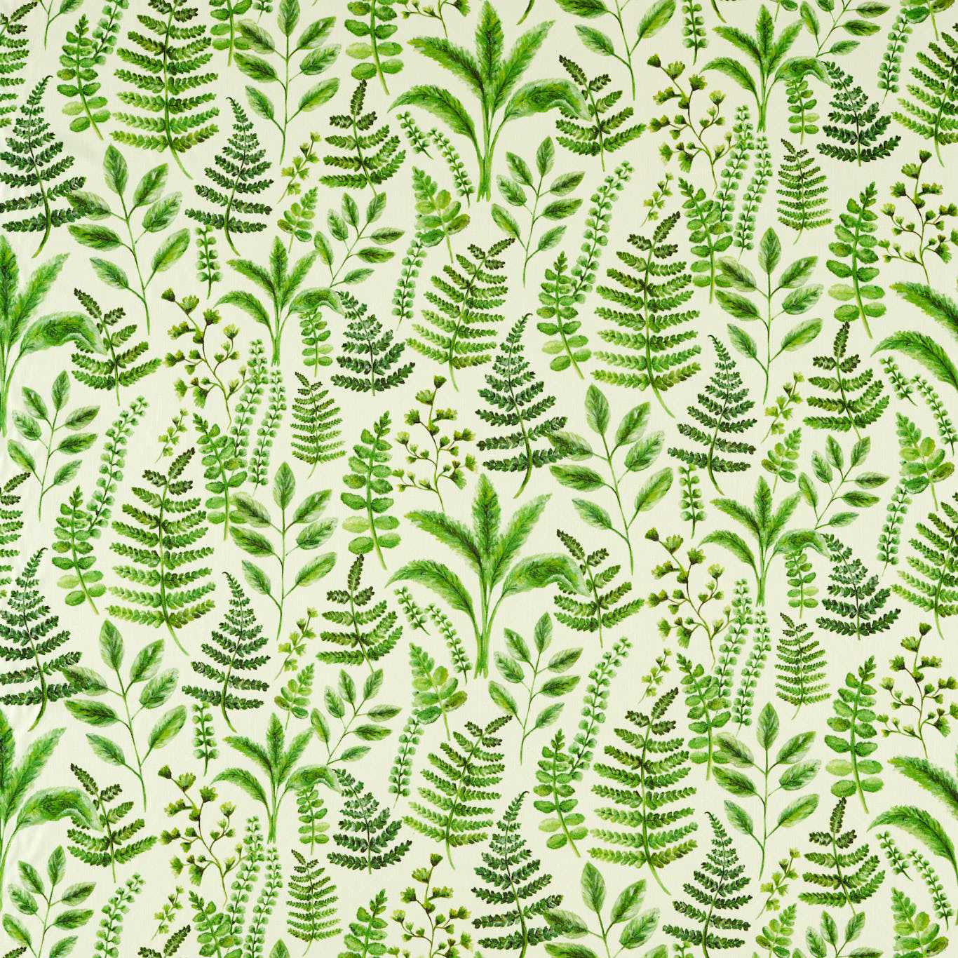 Bracken Forest