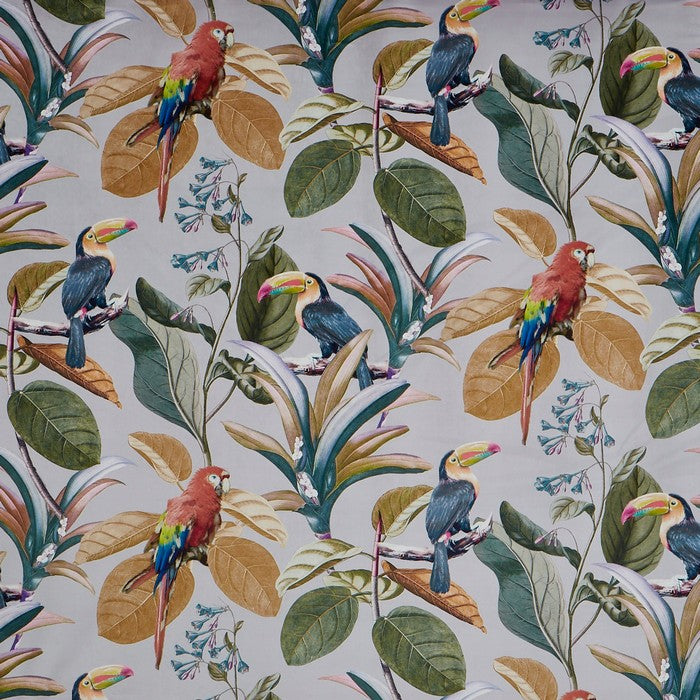 Parrot Amber