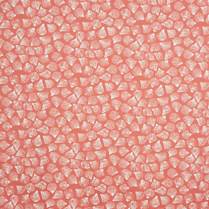 Sandbank Coral