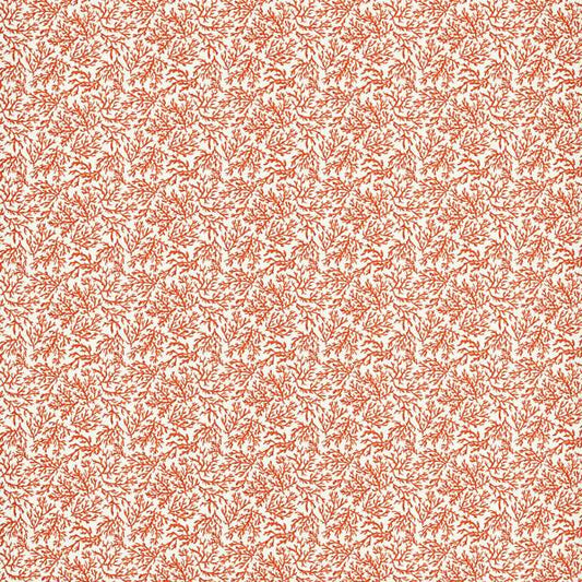 Seabed Coral