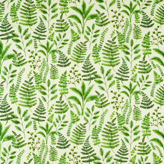 Bracken Forest